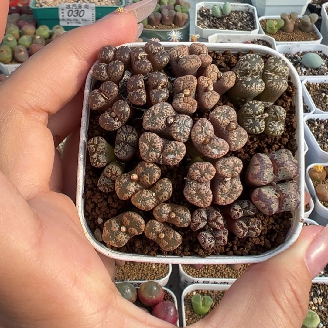 087勋章混合裸根发货