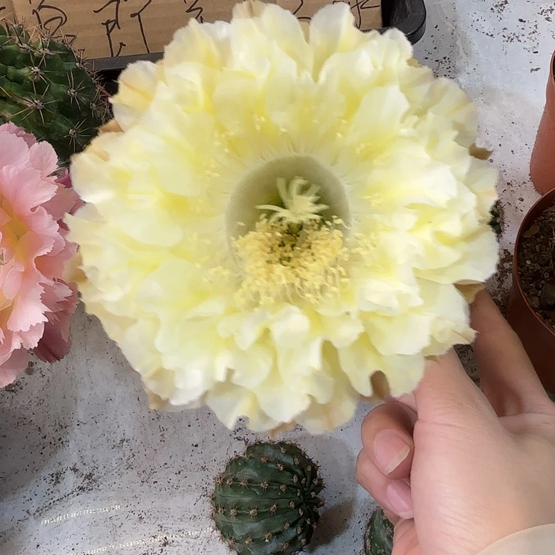 彩草1-69号4.5公分侧牙爵士帽