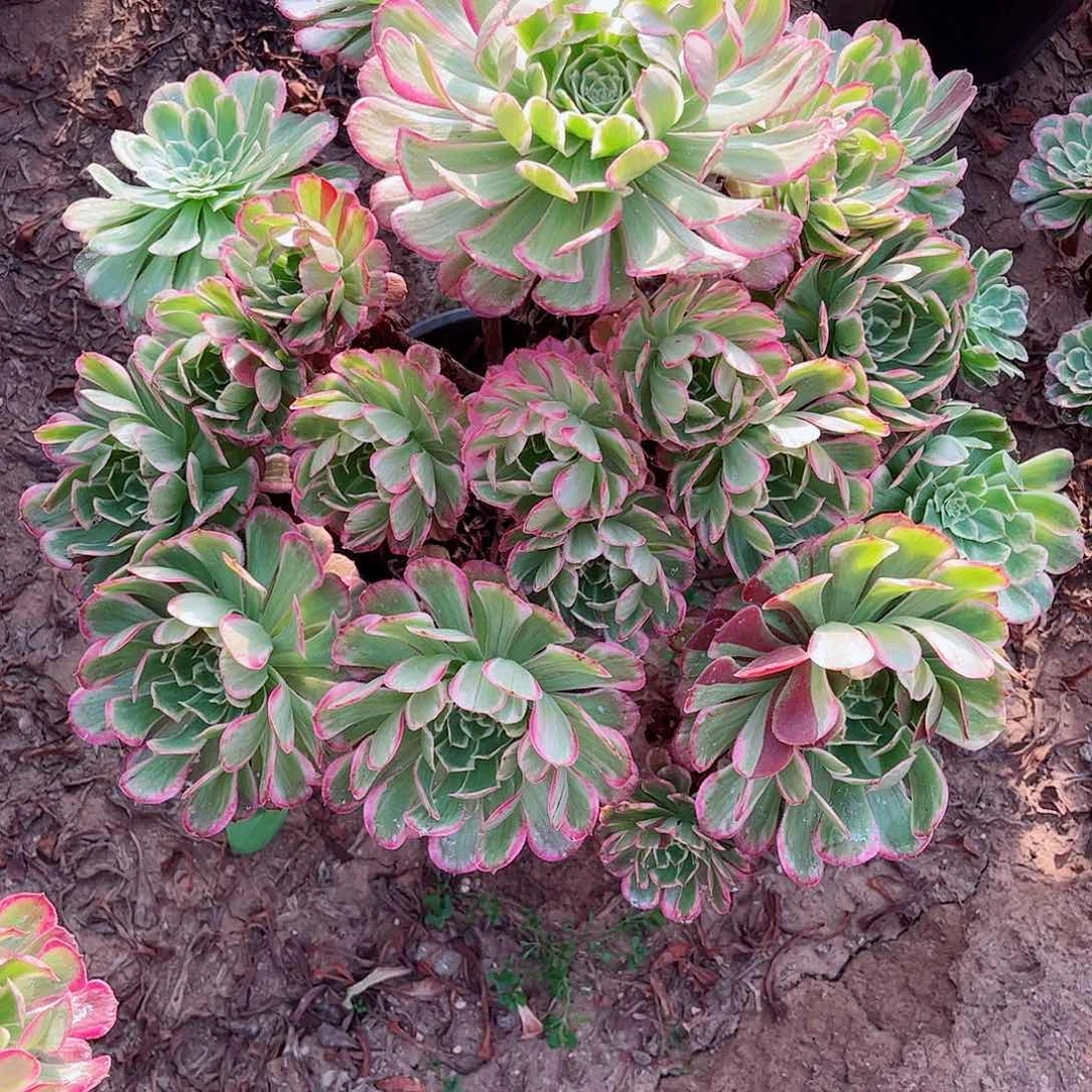 无花朵多肉植物086