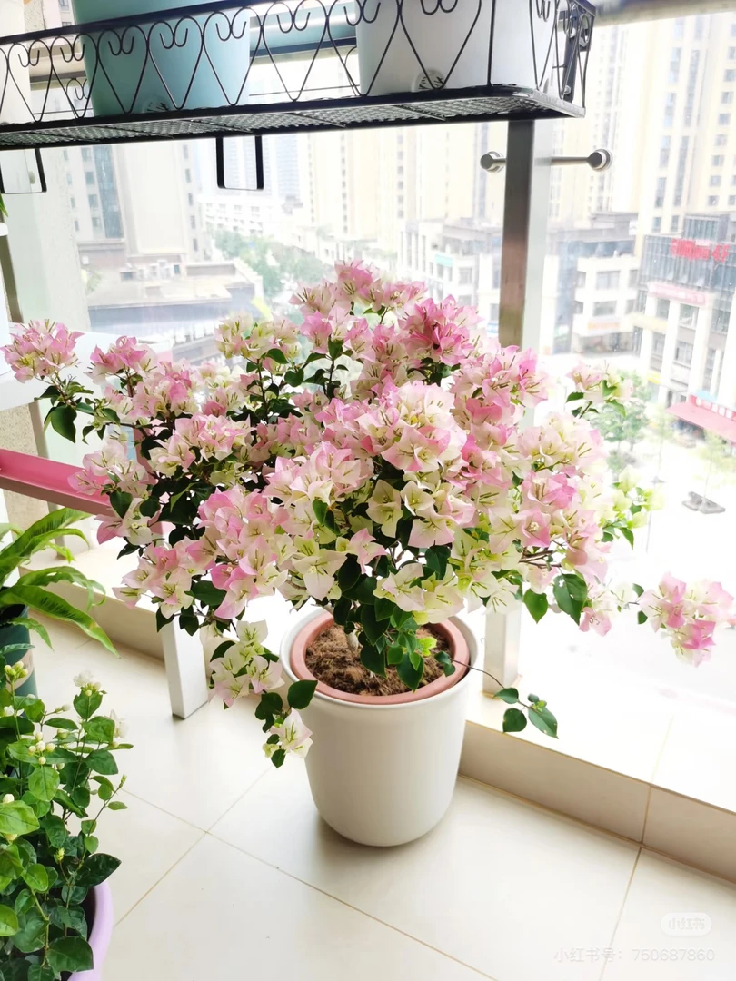 绿叶樱花盆栽·三角梅带花发货