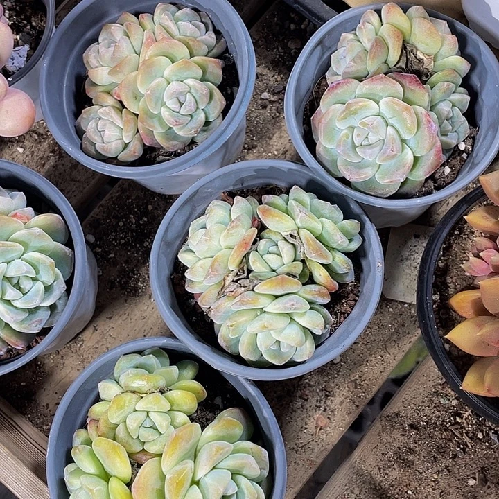 四头大冰玉带盆土发