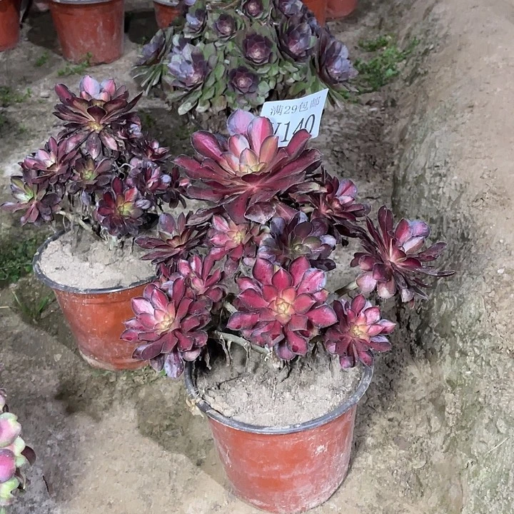 140夕阳    多肉植物