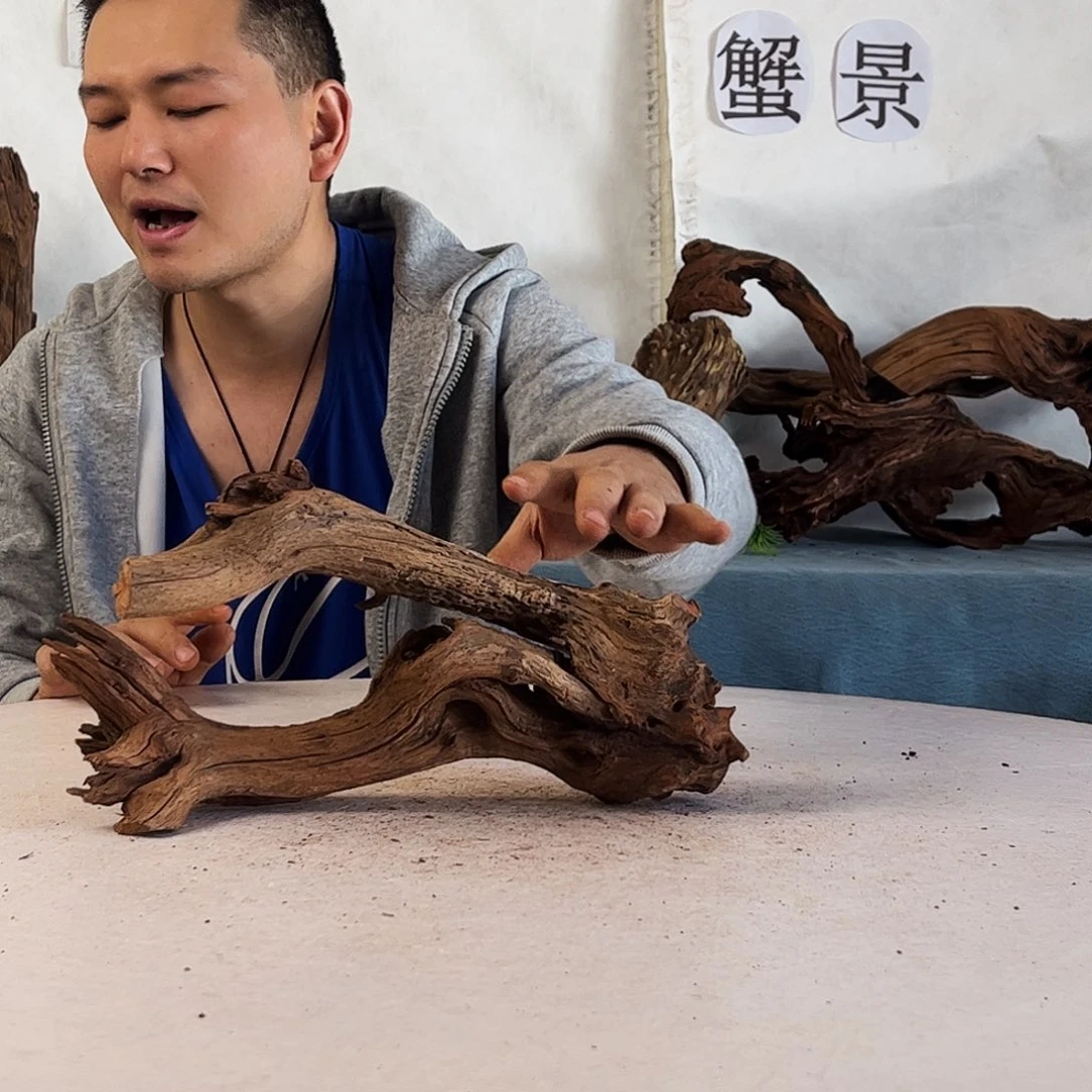 沉木造景爬宠造景