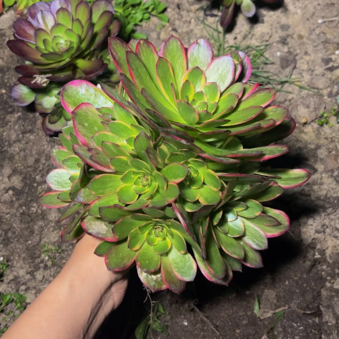 菲娜多肉植物捧花的
