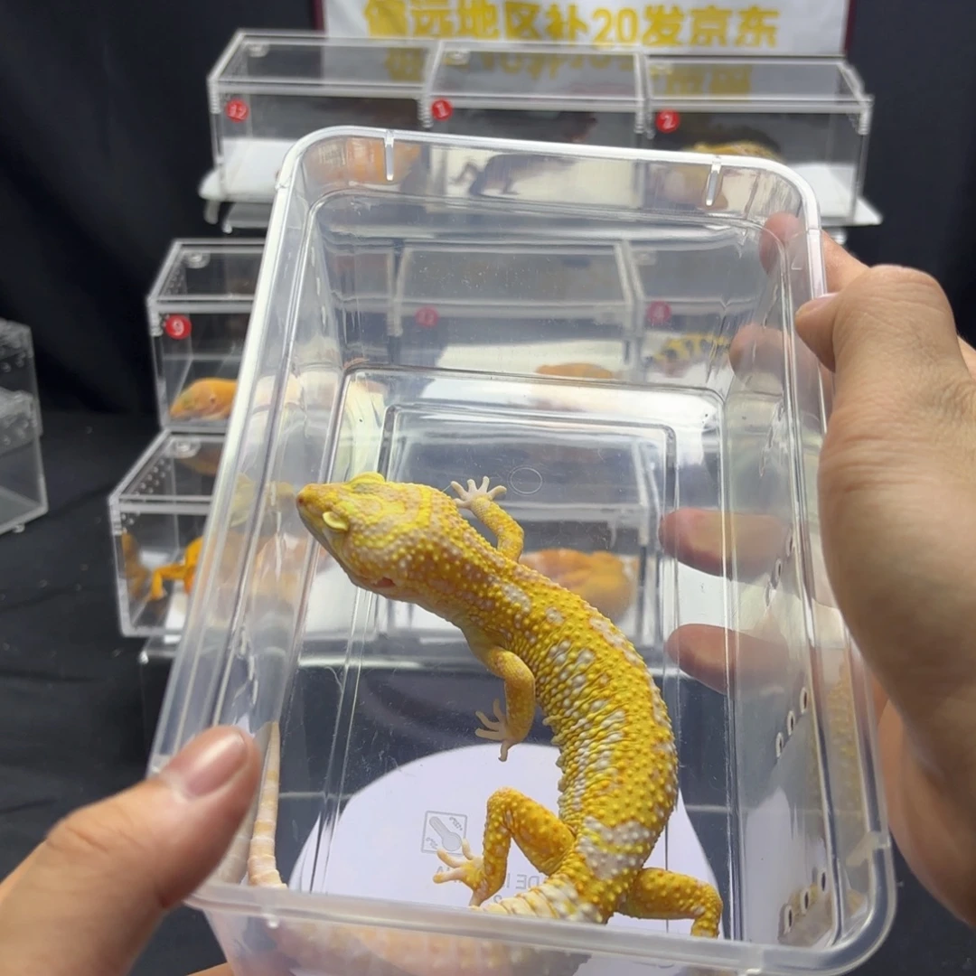 豹纹守宫暴龙守宫