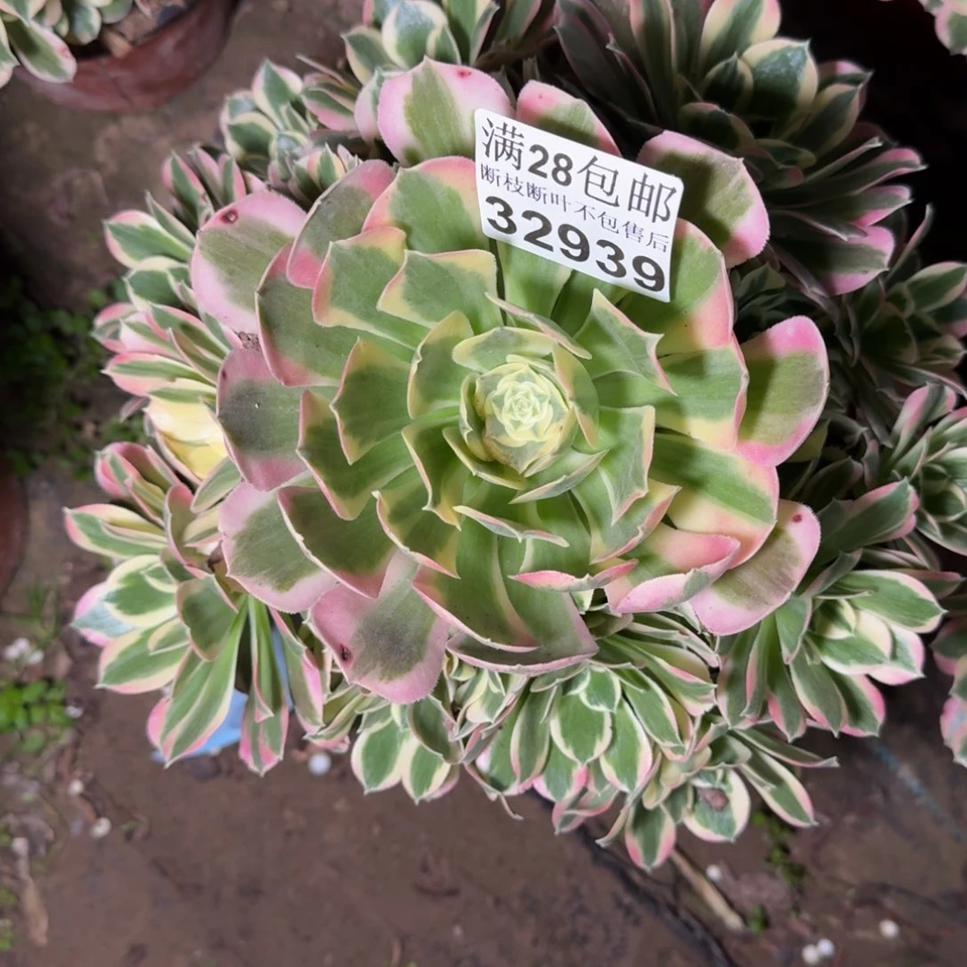 32939白凤多肉植物