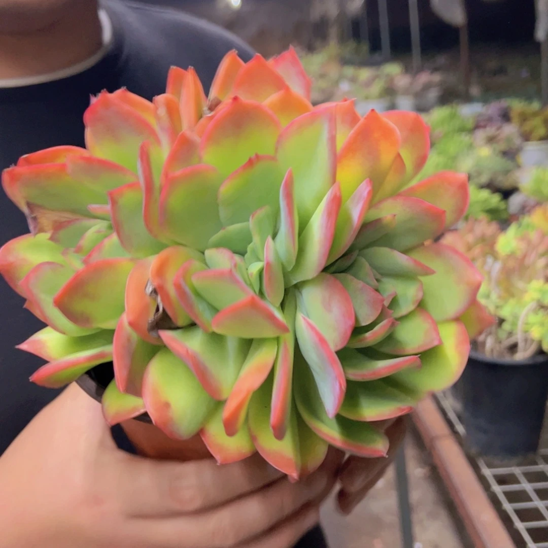 绮罗仙子四大头起发