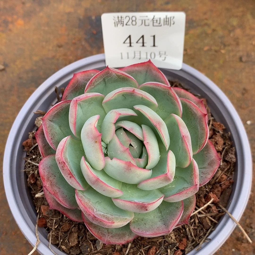 【闪购商品】云441号