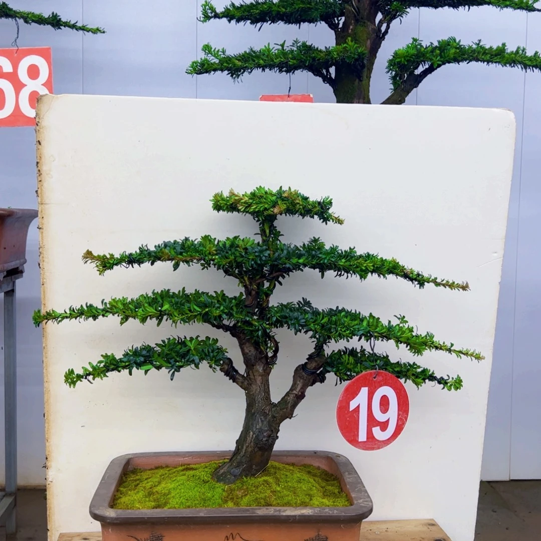 无花朵罗汉松盆景制作作品