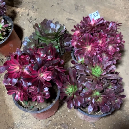 723法师多肉四颗组