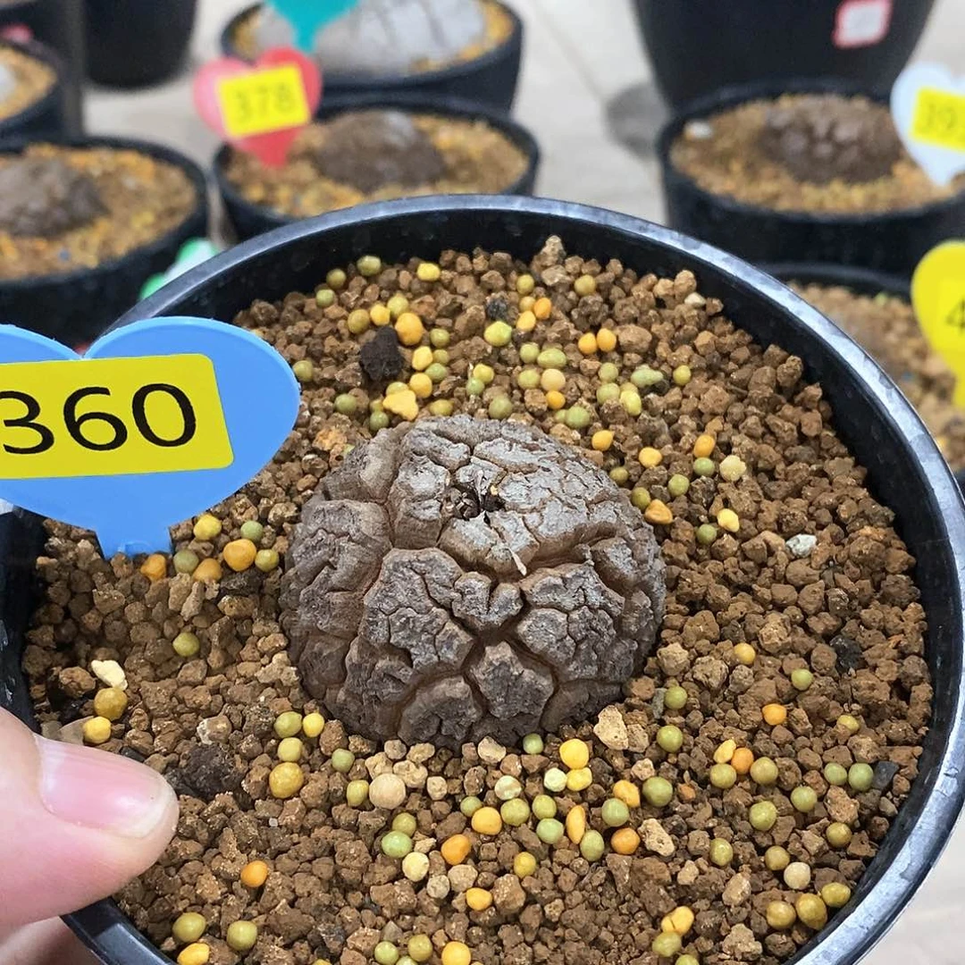 南非龟甲龙龟甲龙