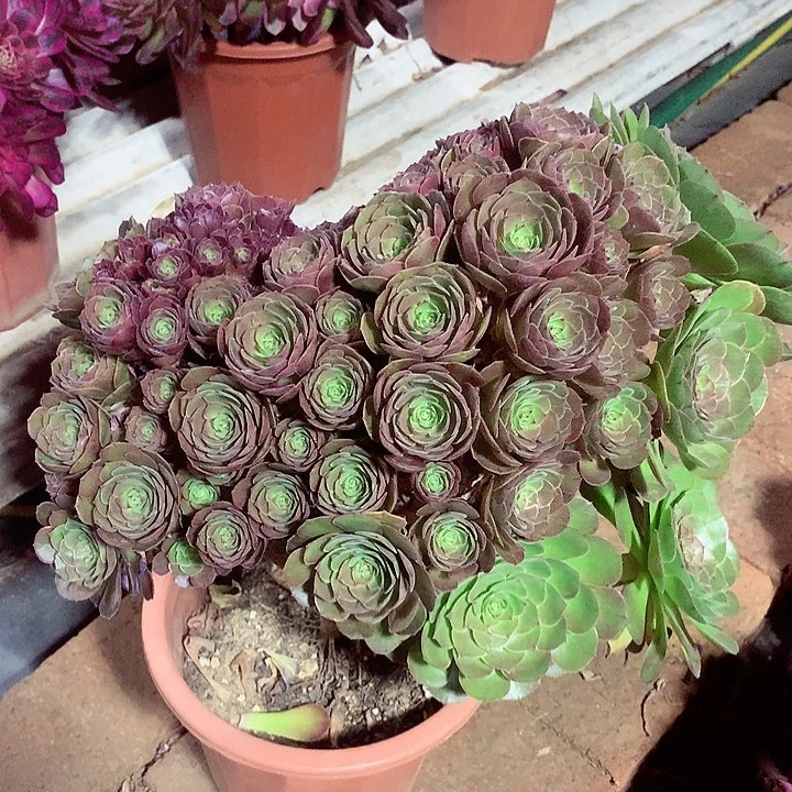 万缀朵朵，多肉植物