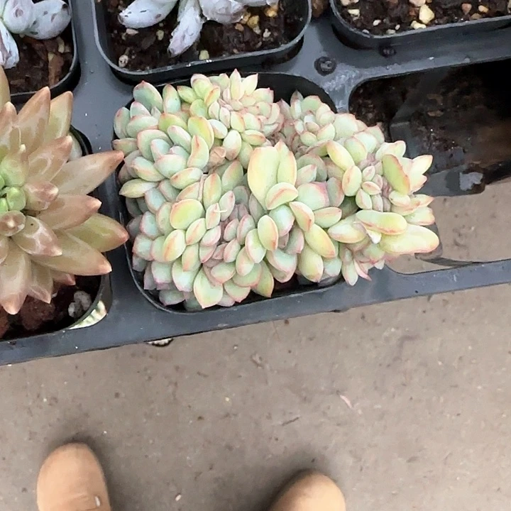 青蛙王子儿童牙膏牙刷11