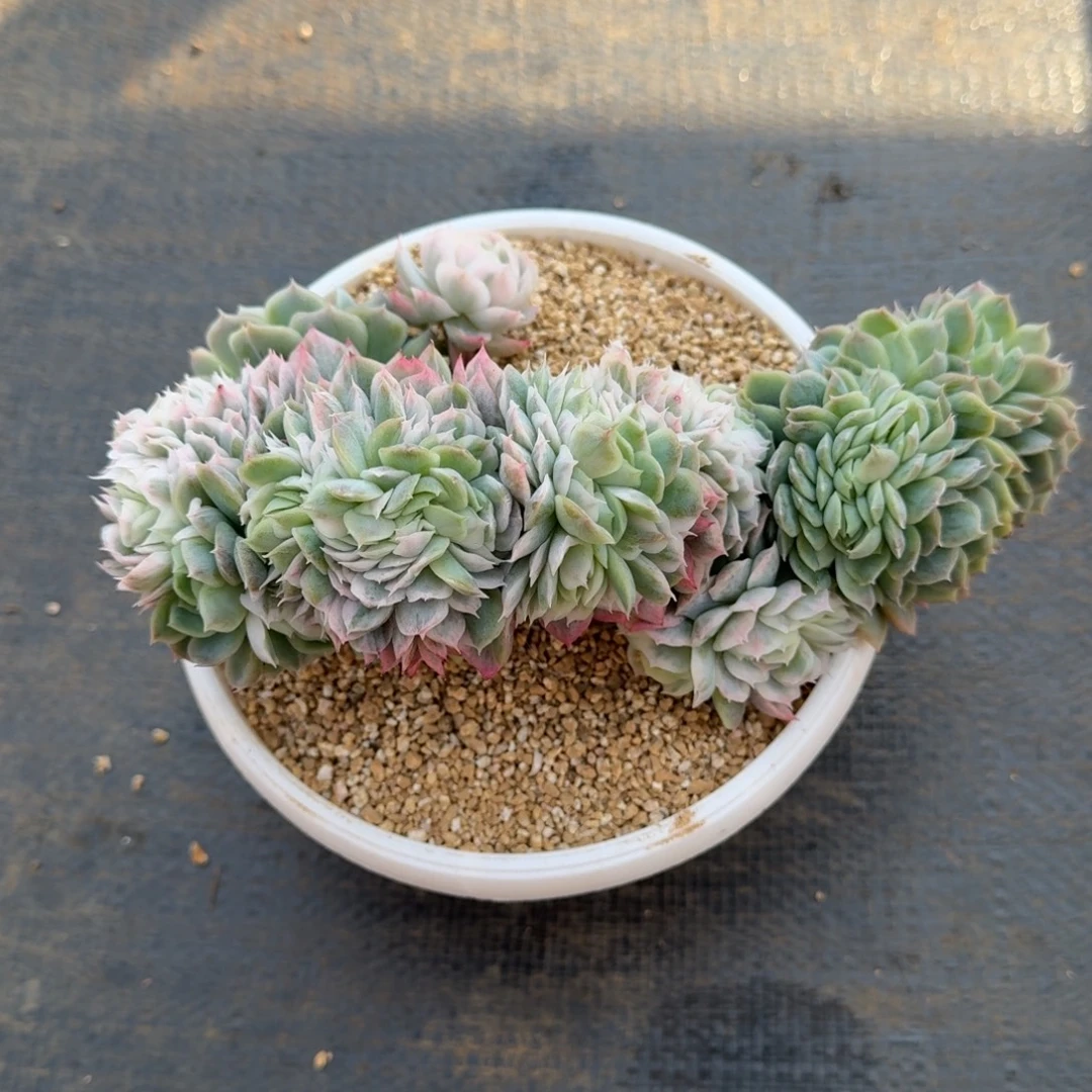 冰梅锦缀锦上园艺一物一拍