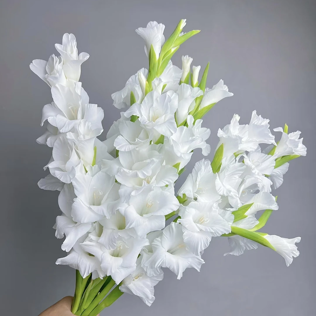 【白色剑兰】顺丰冷链包邮 云南鲜花