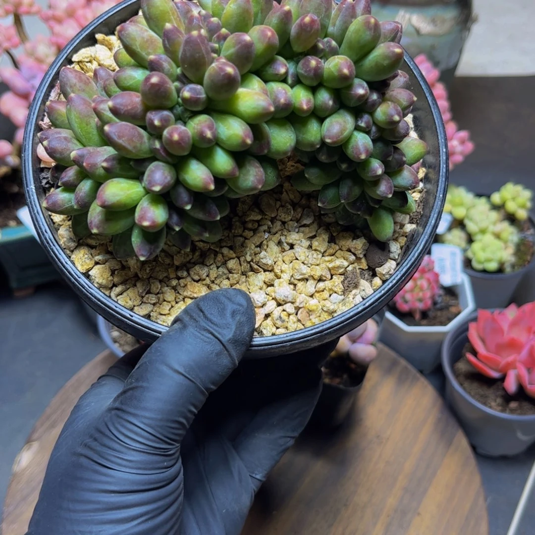 139香蕉树缀12厘米