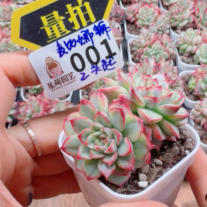 多肉植物多肉植物