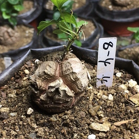 闪8-4南非龟甲龙