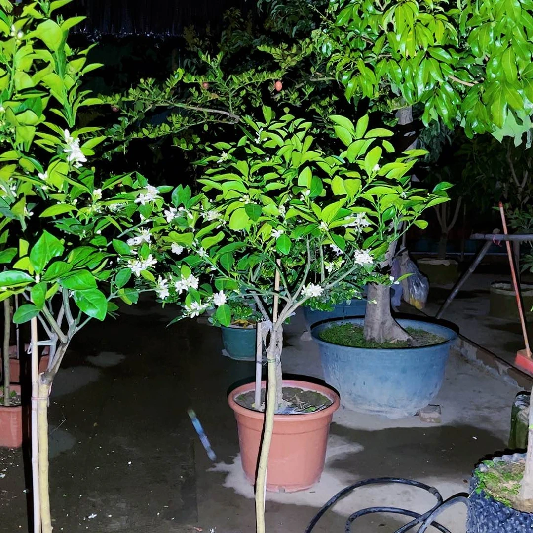 ?果苗。果苗。果苗6666