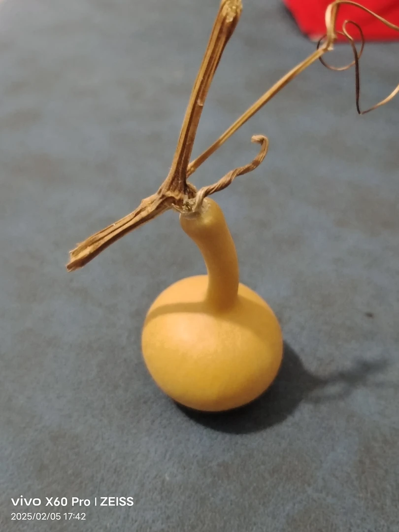 文玩葫芦蒜头葫芦随机发30米包邮