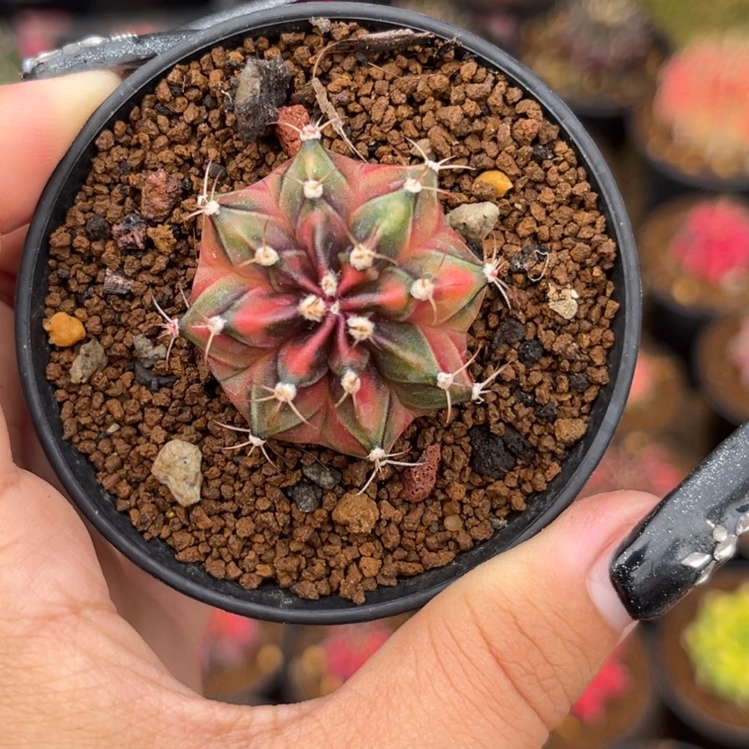 A51 侧牙米哈锦 带盆土发货