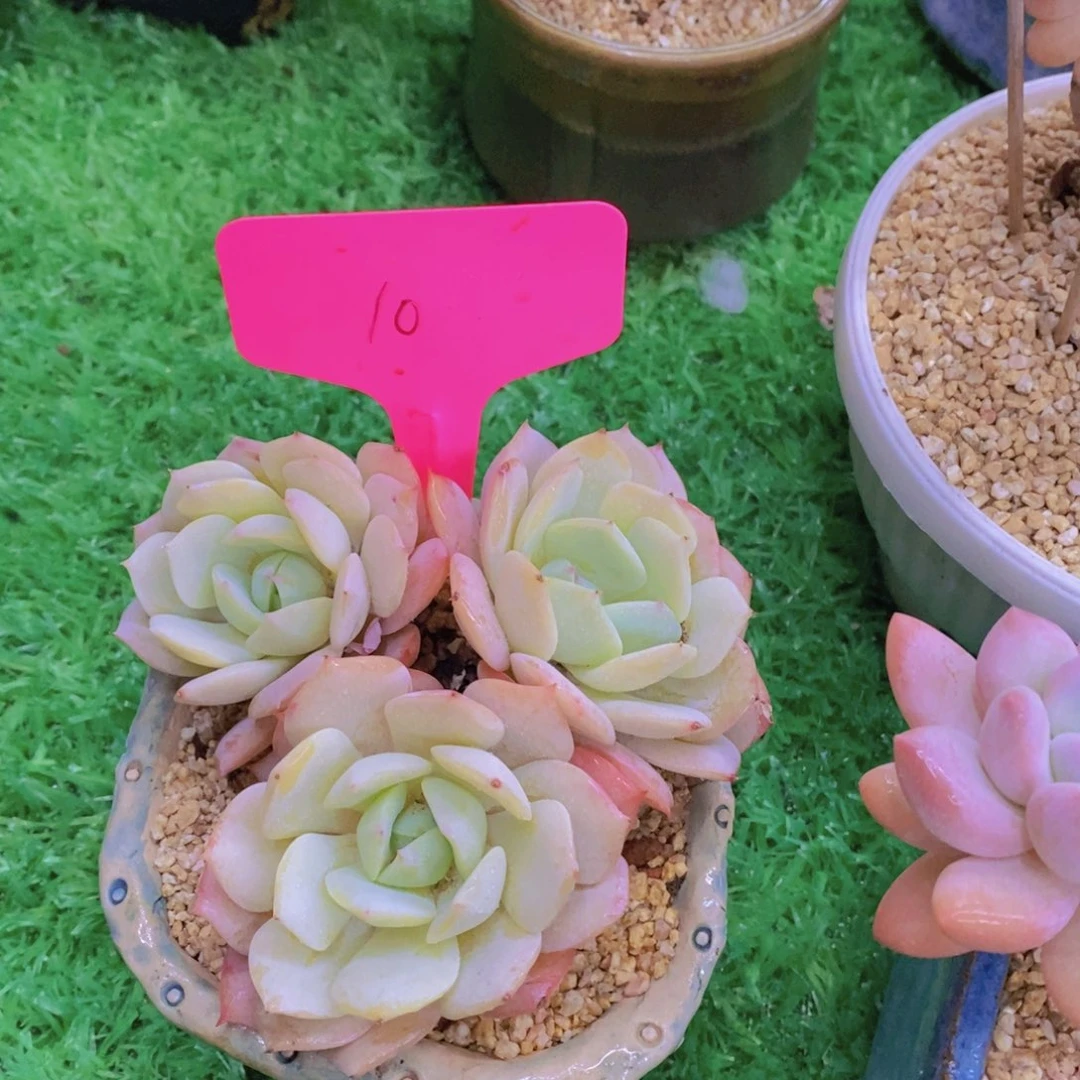 墨*开心多肉植物多肉