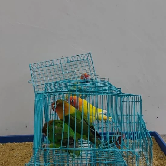 虎皮鹦鹉牡丹鹦鹉鹦鹉2只