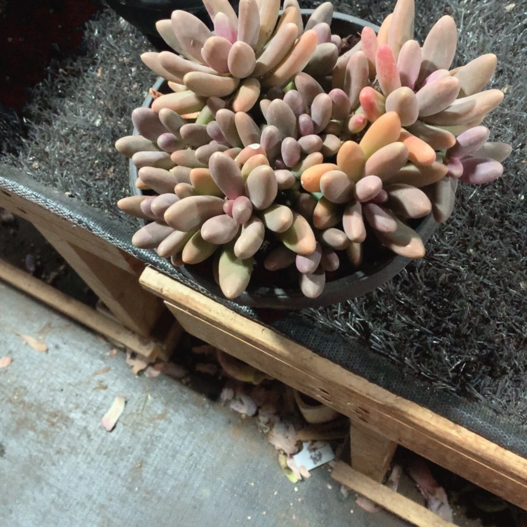多肉植物多肉植物糖果