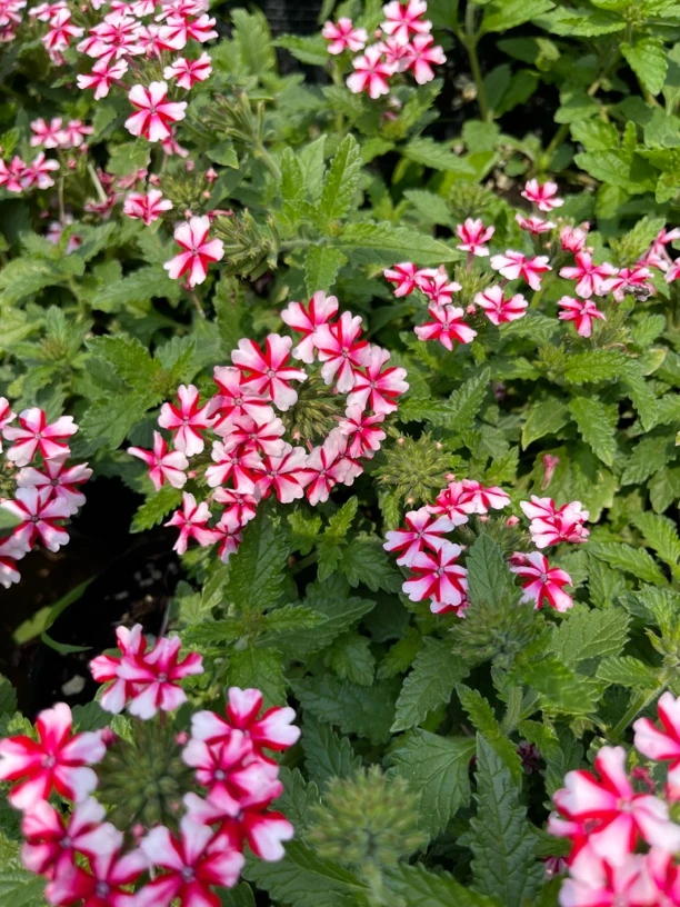 美女樱3颗➕甜薰衣草1颗（共4颗）12cm小皮盆