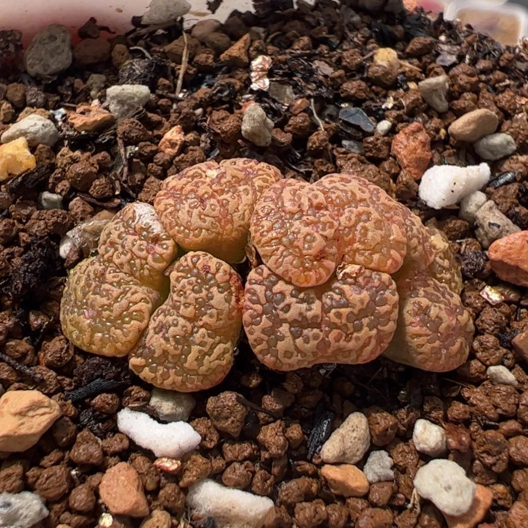 ༺****463多肉植物纤维