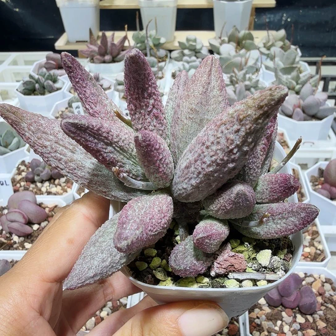 存红哈默水泡多肉植物