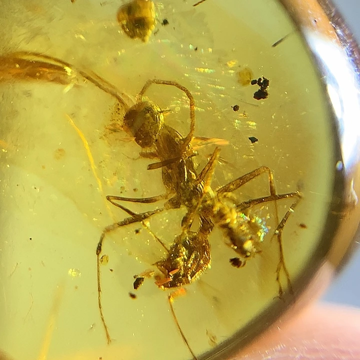 未镶嵌琥珀裸石蚂蚁