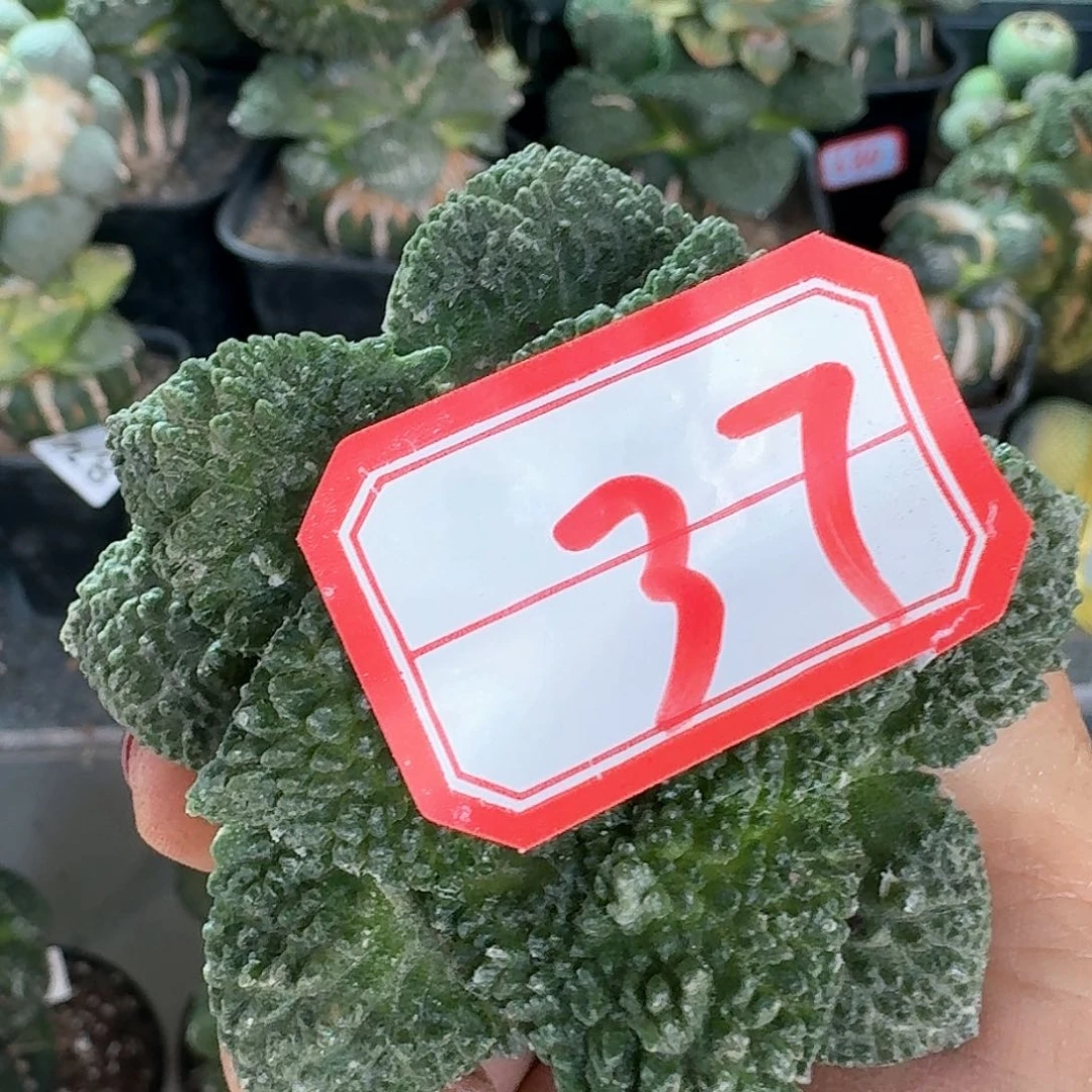 【闪购商品】无花朵嘎**～菜花37