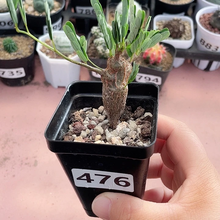 476沙漠苏木块根