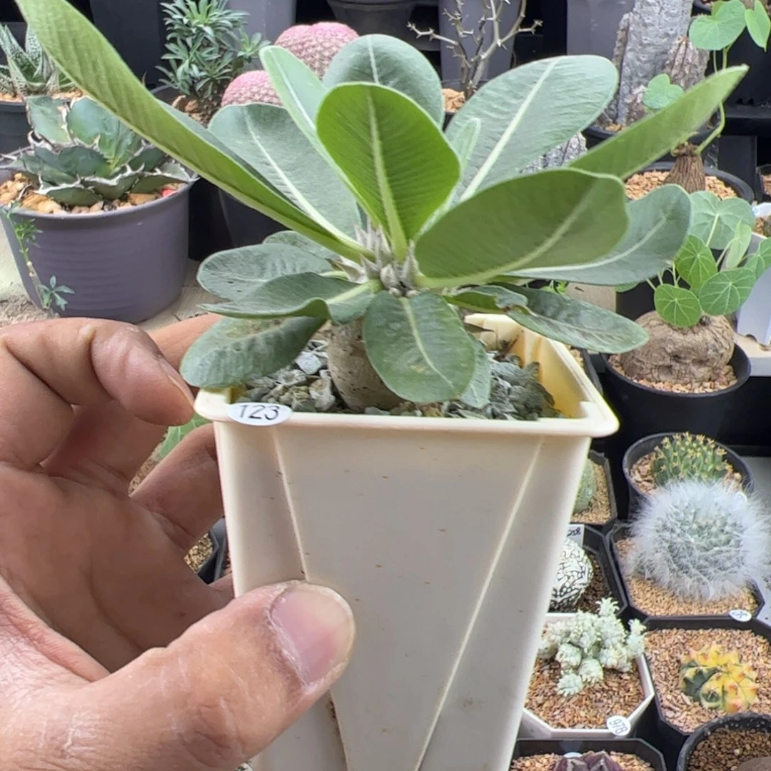惠比大黑一物一拍带盆发