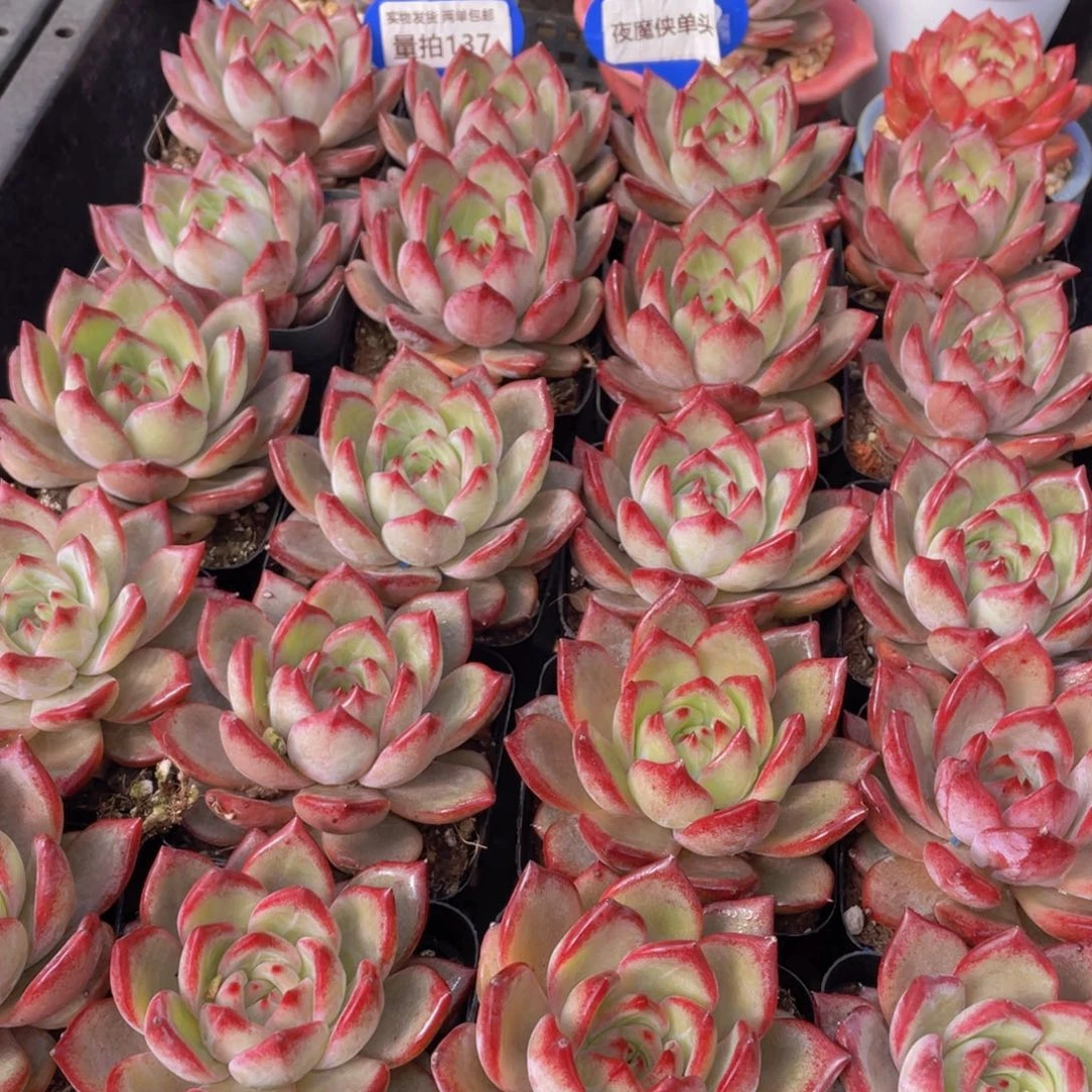 量拍137号 夜魔侠单头一个