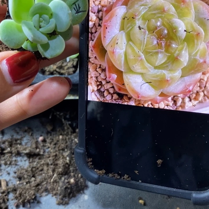 美亚子芽苗一个多肉