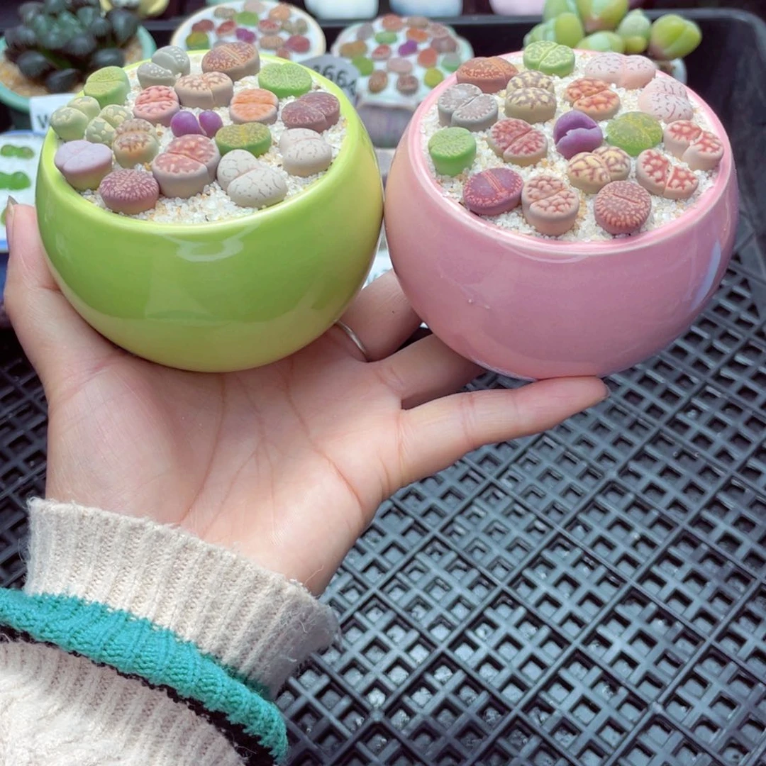 w3670 带盆土发货一物一拍