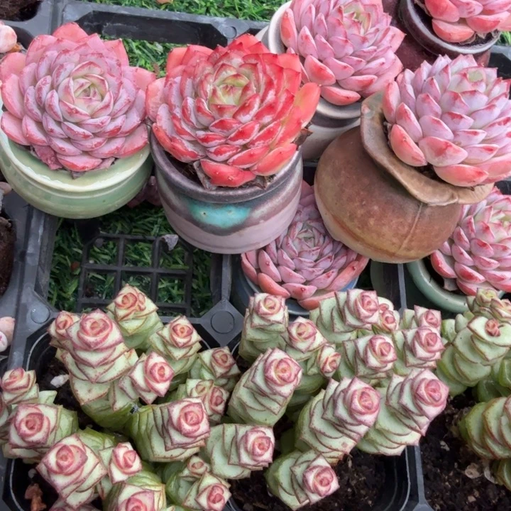 沙漠玫瑰带盆一套。