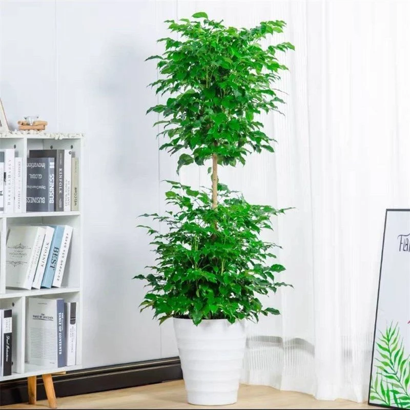 精品双层棒棒糖幸福树带瓷盆160cm左右高送朋友开业大吉乔迁新居开业绿植花店送货上门A14