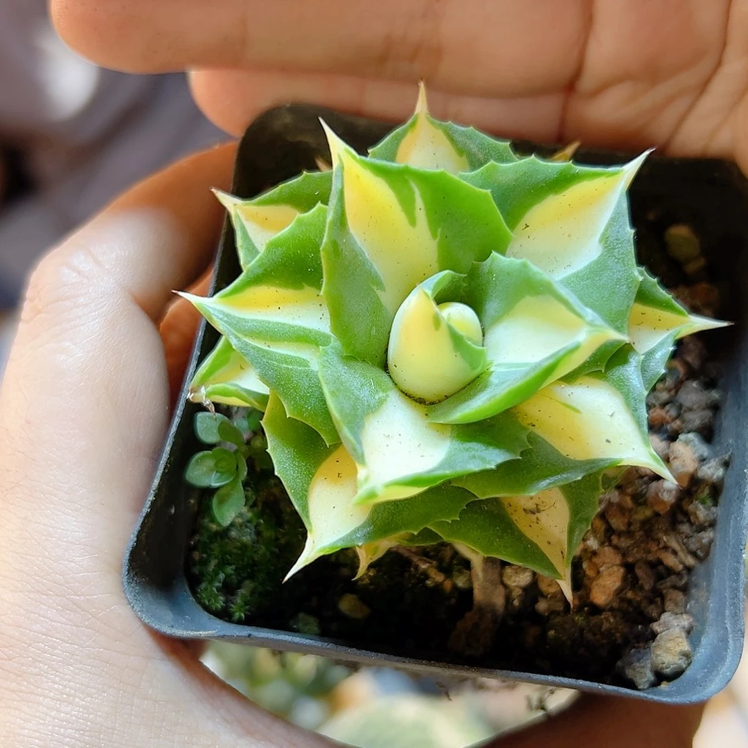 王妃雷神黄中斑锦5公分