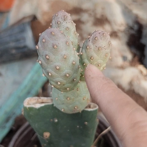 613仙人球的比赛中有