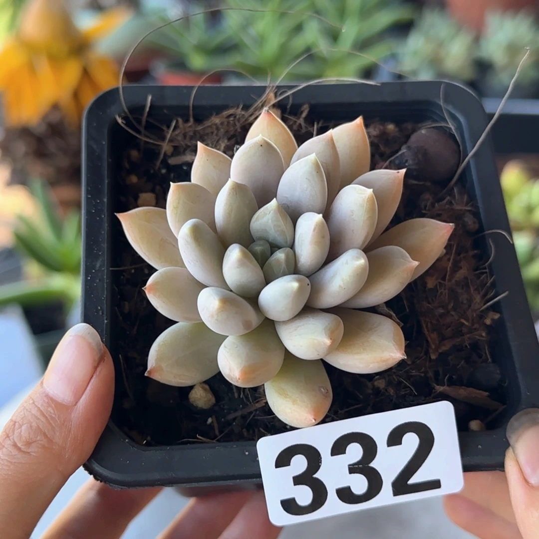 332号 一物一拍 一物一拍