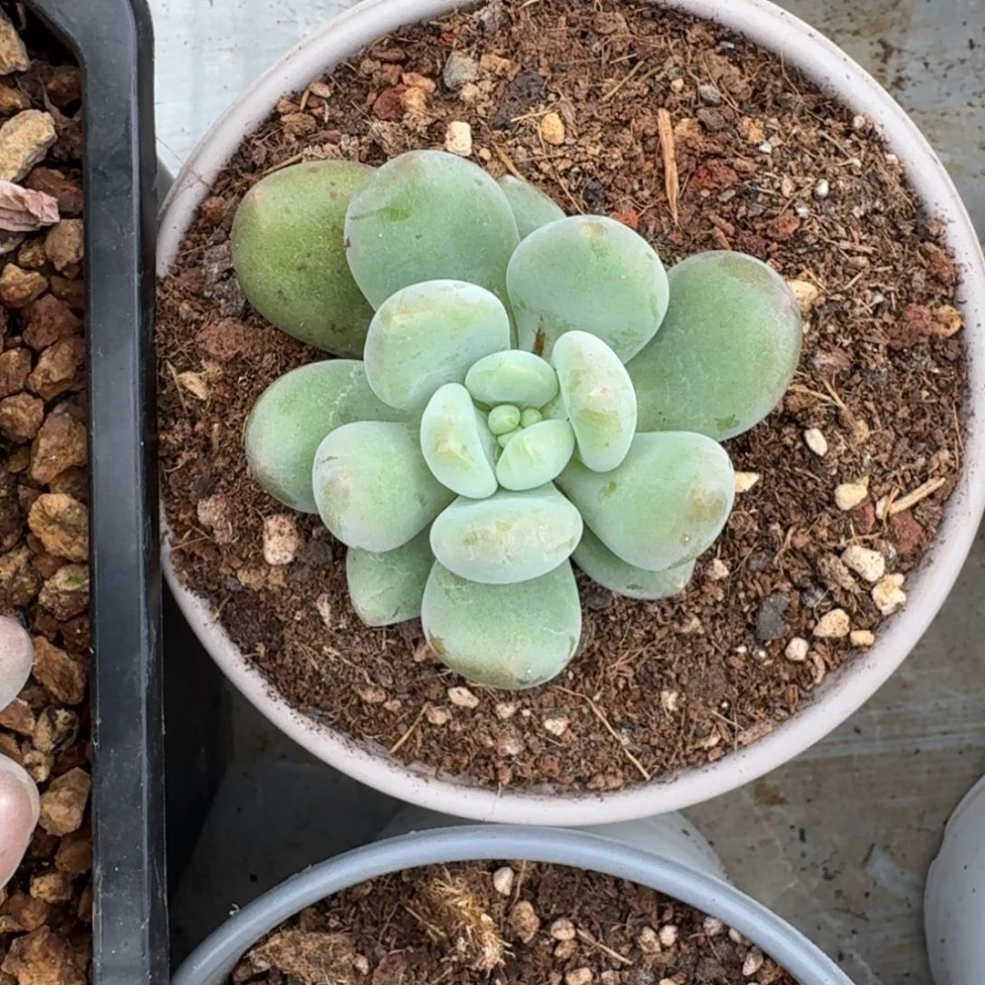 奶龙 单头 一物一拍