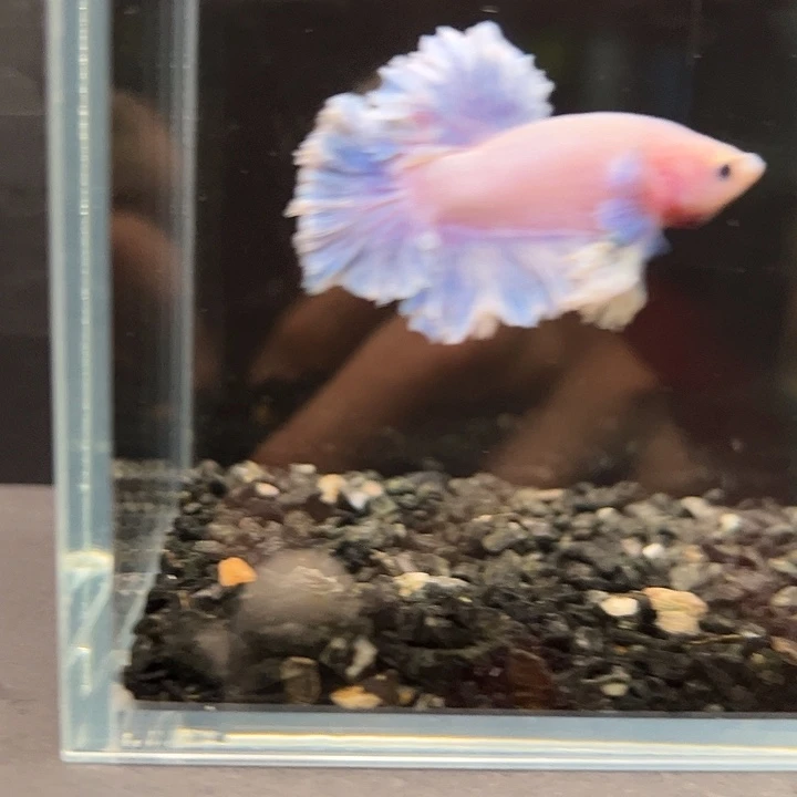 斗鱼一单包邮30日141