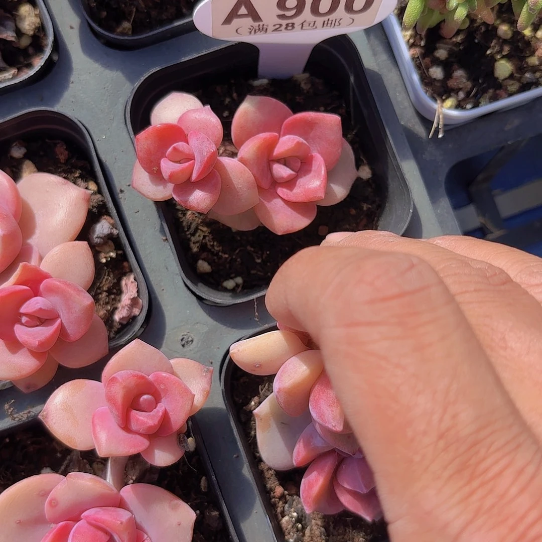 A900彩虹糖一物一拍