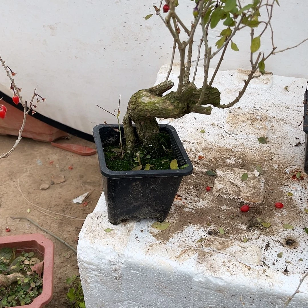 招***2完全开放枸杞盆栽