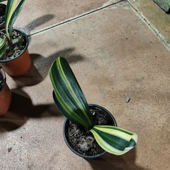 ️***️完全开放君子兰完全开放