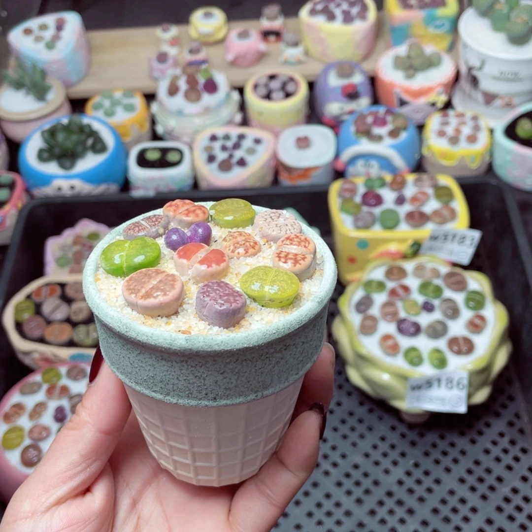 w5188 -零下地区拍保温箱-15支持寄养