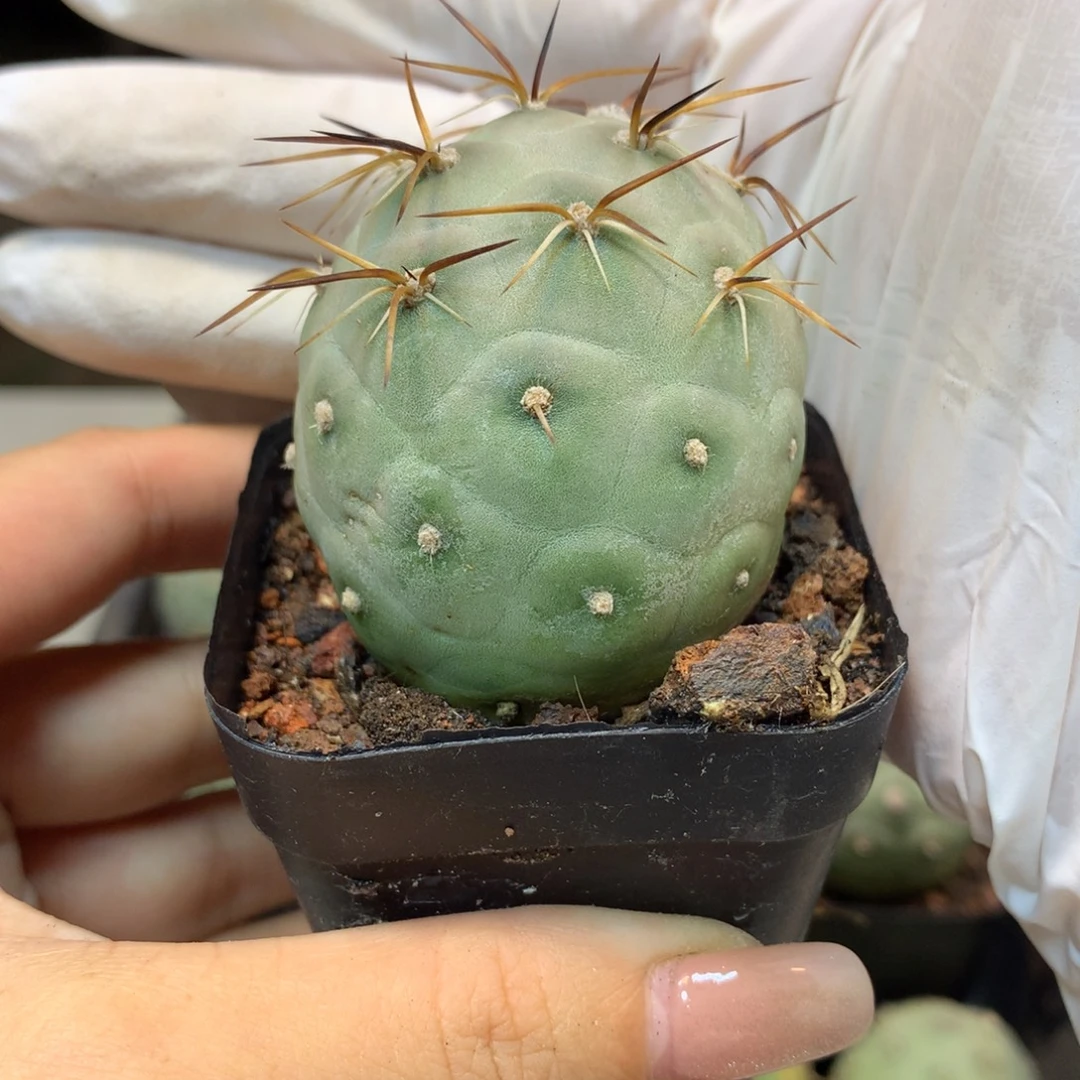 自根 大型习志野4公分起发